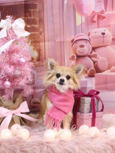 20241210りるちゃん